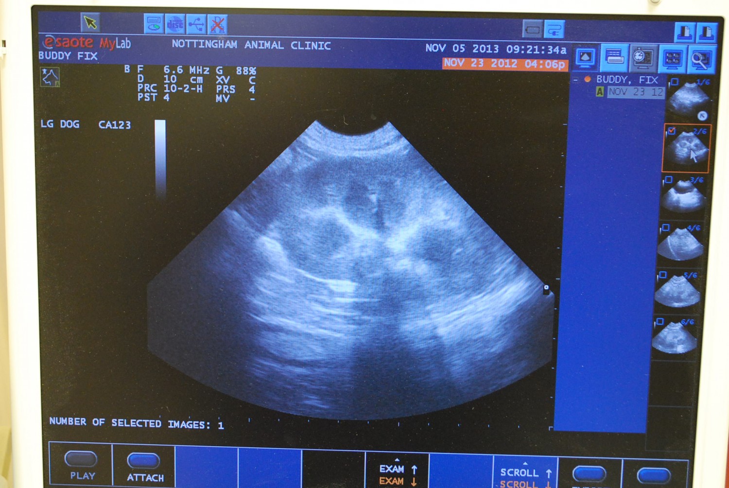 Nottingham Animal Clinic Kidney ultrasound
